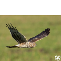 گونه سنقر خاکستری Hen Harrier